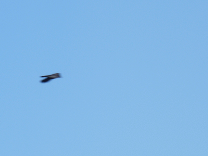 p03.gif